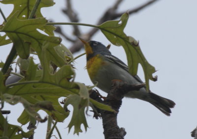 Parula Warbler (from below) - Duxbury Beach, MA -- June 1, 2018