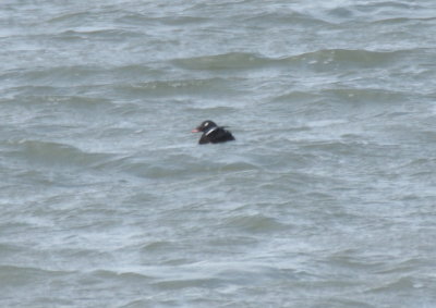 White Winged Scoter (late) - Duxbury Beach, MA -- June 18, 2018