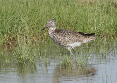 Eastern Willet - Duxbury Beach, MA -- June 18, 2018