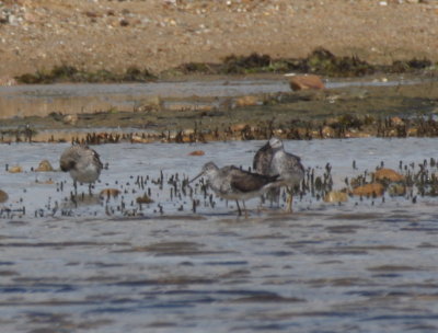 One of puzzlers in foreground