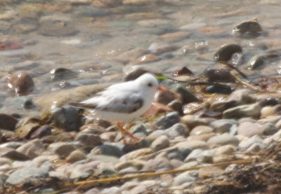 Leucistic Piping Plover - Duxbury Beach, MA  -  August 30, 2018