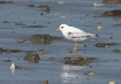 Leucistic Piping Plover - Duxbury Beach, MA  -  September 3, 2018