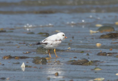 Leucistic Piping Plover - Duxbury Beach, MA  -  September 3, 2018