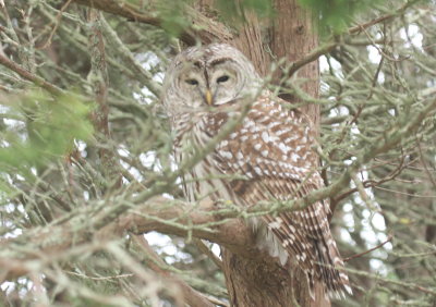 Barred Owl - Gurnet Point, Duxbury Beach, MA - November 19, 2018 - image 1200