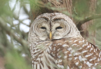 Barred Owl - Gurnet Point, Duxbury Beach, MA - November 19, 2018 - image 1208