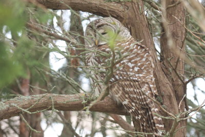 Barred Owl - Gurnet Point, Duxbury Beach, MA - November 19, 2018 - image 1213