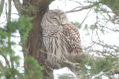 Barred Owl - Gurnet Point, Duxbury Beach, MA - November 19, 2018 - image 1217