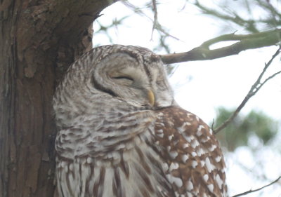 Barred Owl - Gurnet Point, Duxbury Beach, MA - November 19, 2018 - image 1221