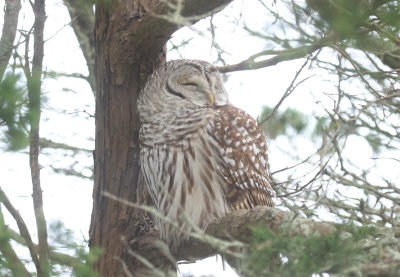 Barred Owl - Gurnet Point, Duxbury Beach, MA - November 19, 2018 - image 1222