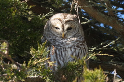 Barred Owl - Gurnet Point, Duxbury Beach, MA - November 23, 2018 - image 1324