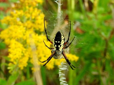 Black and Yellow Argiope (Argiope aurantia)