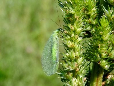 Green lacewing (Chrysoperla sp.)