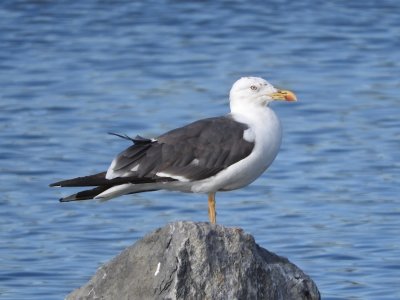 Lesser Black-backed Gull