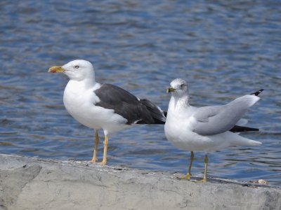 Lesser Black-backed Gull with Ring-billed Gull