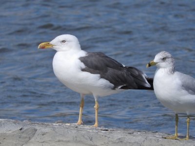 Lesser Black-backed Gull with Ring-billed Gull