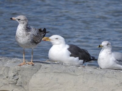 Lesser Black-backed Gull with Ring-billed Gulls