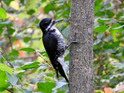 Black-backed Woodpecker