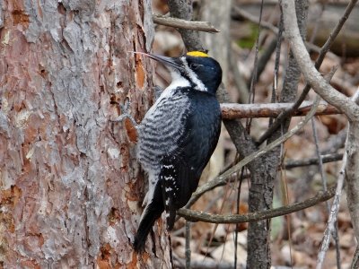Black-backed Woodpecker