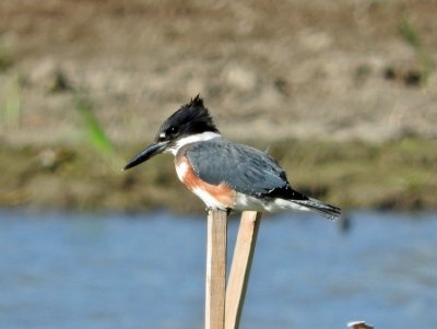 Belted Kingfisher