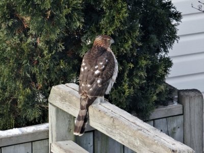 Cooper's Hawk