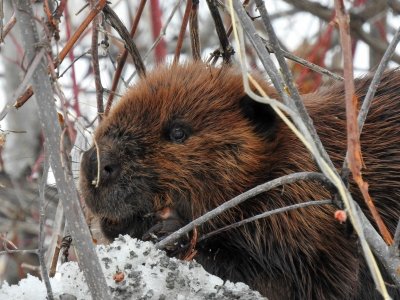 Beaver (Castor canadensis)