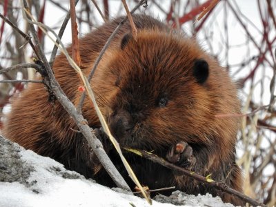 Beaver (Castor canadensis)