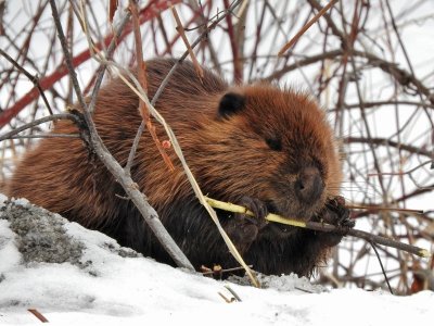 Beaver (Castor canadensis)