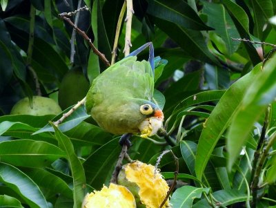 Orange-fronted Parakeet