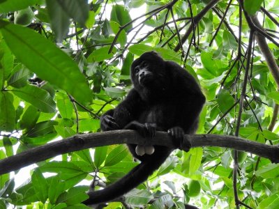 Mantled Howler Monkey (male)