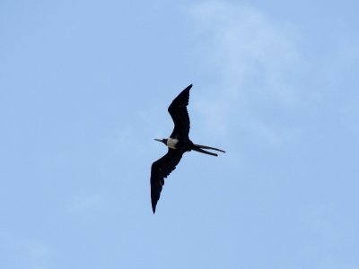 Magnificent Frigatebird