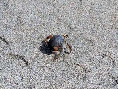 Ecuadorian Hermit Crab (Coenobita compressus)