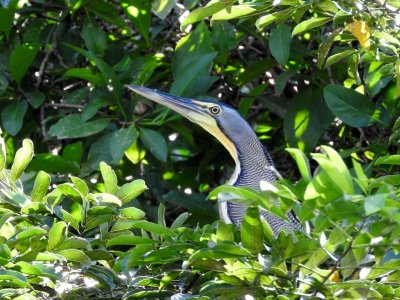 Bare-throated Tiger Heron on nest