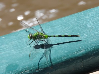 Great Pondhawk (Erythemis vesiculosa)