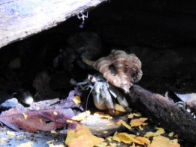 Ecuadorian Hermit Crab (Coenobita compressus)