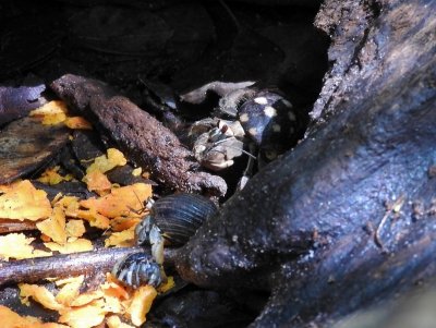 Ecuadorian Hermit Crabs (Coenobita compressus)