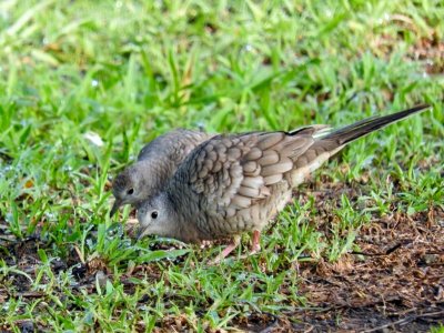 Inca Doves