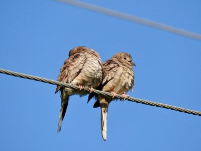 Inca Doves