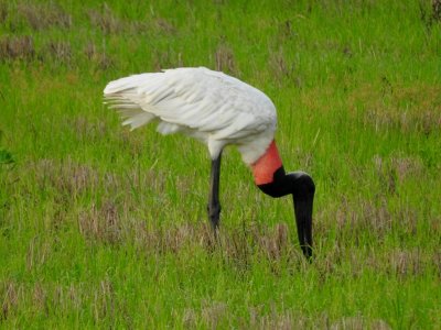 Birds of Costa Rica