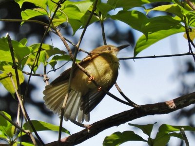 Royal Flycatcher