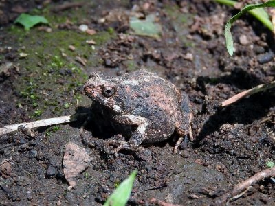 Toad sp.