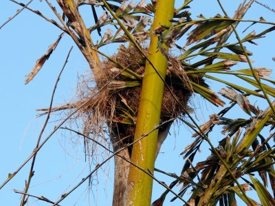 Great Kiskadee nest