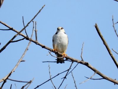 Pearl Kite