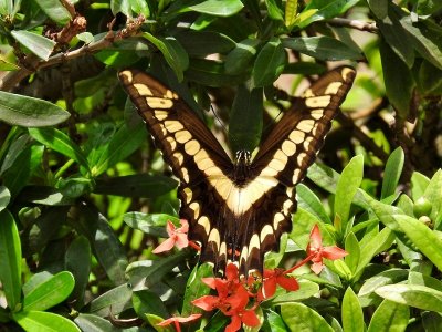 Thoas Swallowtail (Papilio thoas) 