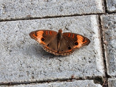 Tropical Buckeye (Junonia genoveva)