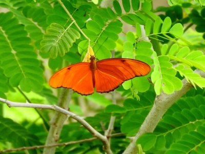 Julia Heliconian (Dryas iulia)