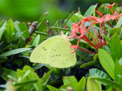 Cloudless Sulfur (Phoebis sennae)