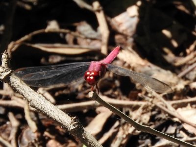 Carmine Skimmer (Orthemis discolor)