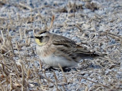 Horned Lark