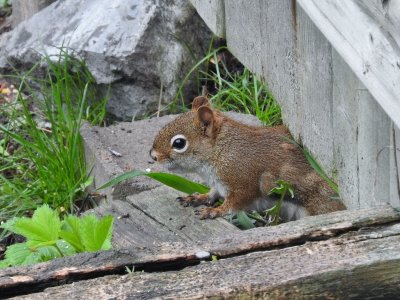 American Red Squirrel