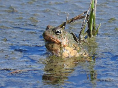 American Toad